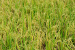 Rice Paddy Field Rice Paddy Field