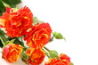 bouquet of multicolored roses, small sprays bouquet of multicolored roses, small sprays