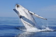 HUMPBACK WHALE BREACH