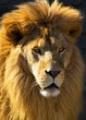 Lion Head