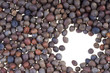 seeds of broccoli