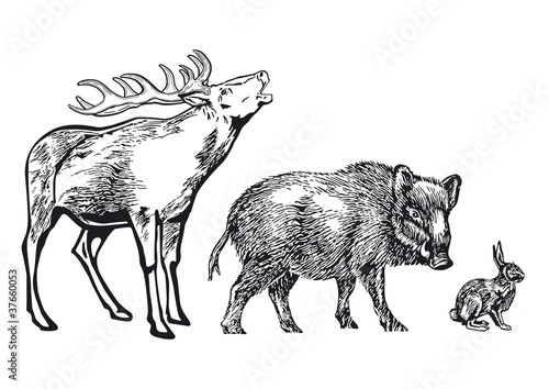 Vektor: Waldtiere Waldtiere