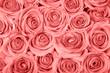 Photo: Pink roses Pink roses