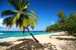 Palm on caribbean sea beach