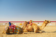 Robot camel racing