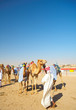Robot camel racing