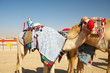 Robot camel racing