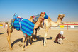 Robot camel racing