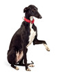 Foto: Greyhound dog Greyhound dog