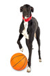 Greyhound dog, 18 months old,  with a basketball