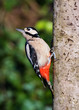 Great Spotted Woodpecker Great Spotted Woodpecker