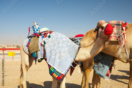 Photo: Robot camel racing Robot camel racing