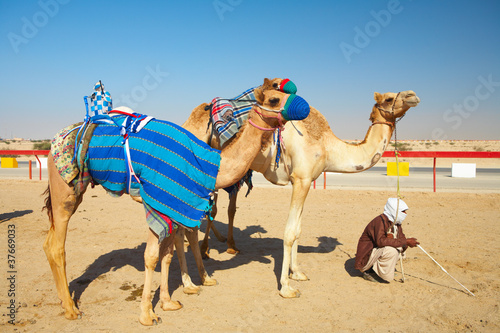 Photo: Robot camel racing Robot camel racing