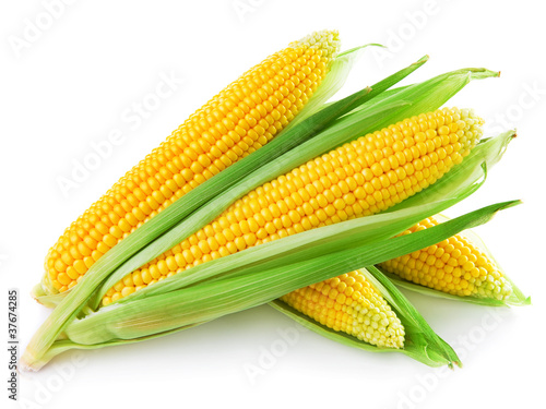 Photo: An ear of corn isolated on a white background An ear of corn isolated on a white background
