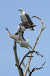 pair of sea eagles on a tree