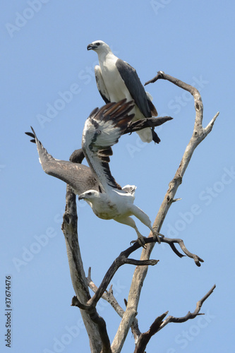 Photo: pair of sea eagles on a tree pair of sea eagles on a tree