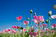 Opium poppy