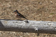 Chaffinch