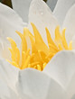 waterlily