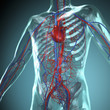 Anatomie Modell, Herz-Kreislauf System des Menschen