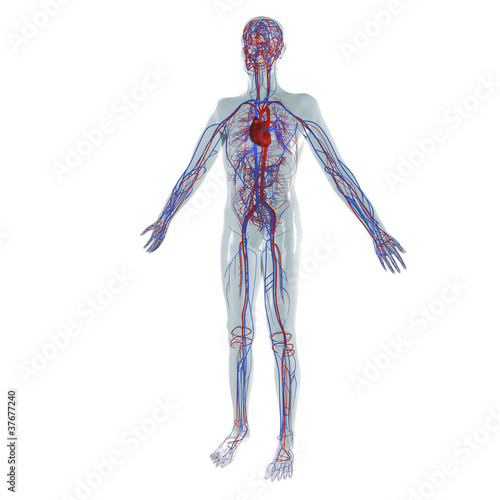 Illustration: Anatomie Modell, Herz-Kreislauf System des Menschen Anatomie Modell, Herz-Kreislauf System des Menschen