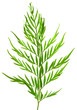 feuille gréviléa