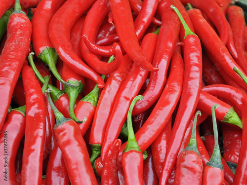 Photo: chilli pepper chilli pepper