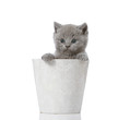 british short hair kitten