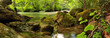 Woodland scene