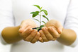 Plant in hands