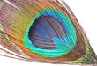 Peacock feather