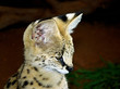 Serval Kitten