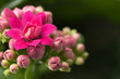 Kalanchoe House Plant, Close Up