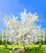 Arbre en fleurs au Printemps