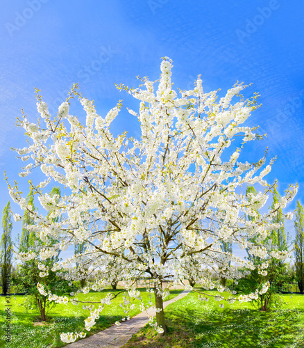 Photo: Arbre en fleurs au Printemps Arbre en fleurs au Printemps
