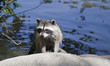 Raccoon Portrait