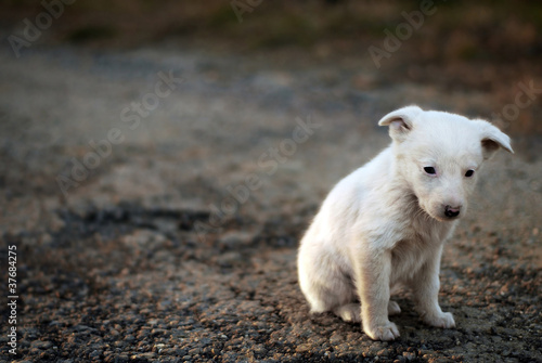 Photo: sad dog sad dog