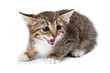 Photo: kitten kitten