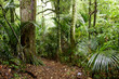 Jungle