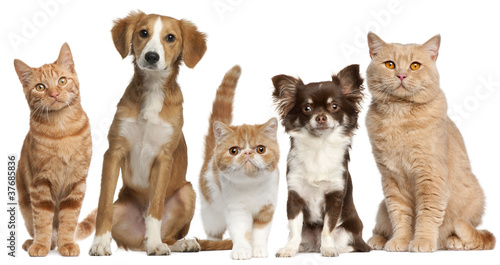 Photo: Group of cats and dogs in front of white background Group of cats and dogs in front of white background