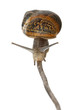 Garden snail, Helix aspersa, in front of white background Garden snail, Helix aspersa, in front of white background