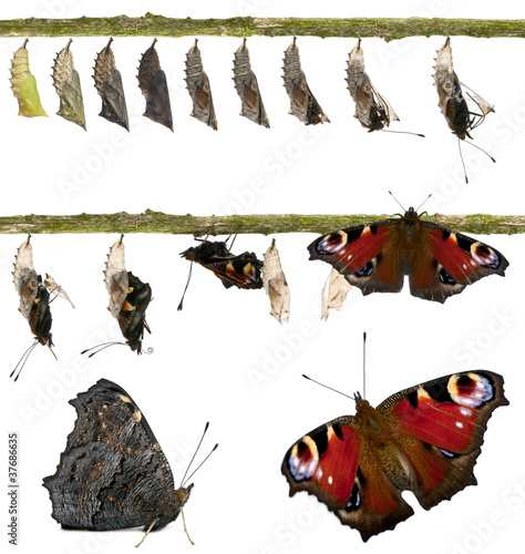 Photo: Composite of Peacock butterfly, emerging from its chrysalis Composite of Peacock butterfly, emerging from its chrysalis