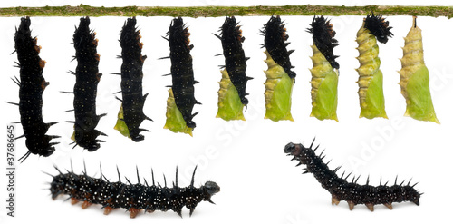 Photo: Composite of Peacock butterfly, Inachis io, cocooning Composite of Peacock butterfly, Inachis io, cocooning