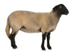 Female Suffolk sheep, Ovis aries, 2 years old, standing Female Suffolk sheep, Ovis aries, 2 years old, standing