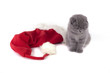 Foto: christmas scottish fold kitty christmas scottish fold kitty
