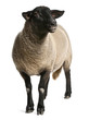 Female Suffolk sheep, Ovis aries, 2 years old, standing Female Suffolk sheep, Ovis aries, 2 years old, standing