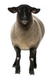 Female Suffolk sheep, Ovis aries, 2 years old, standing Female Suffolk sheep, Ovis aries, 2 years old, standing