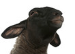 Female Suffolk sheep, Ovis aries, 2 years old Female Suffolk sheep, Ovis aries, 2 years old