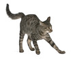 Frightened Mixed-breed cat, Felis catus, 6 months old, standing