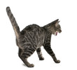 Frightened Mixed-breed cat, Felis catus, 6 months old, standing